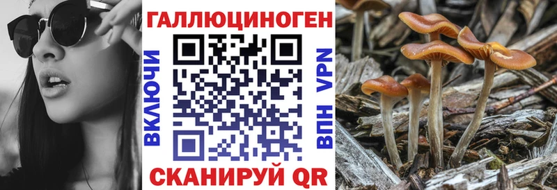 купить   Чулым  Псилоцибиновые грибы GOLDEN TEACHER 